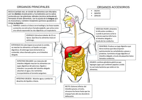 Diagrama De Venn Sistema Digestivo Como Funciona El Sistema