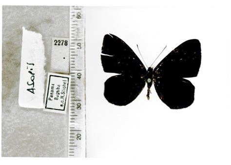 Mesosemia Asa Asopis Type Specimens