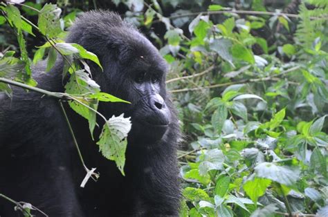 Kigali 2 Days Gorilla Trekking In Volcanoes National Park GetYourGuide