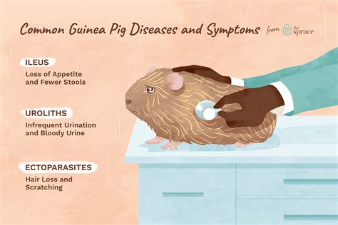 How To Treat The 5 Most Common Guinea Pig Diseases