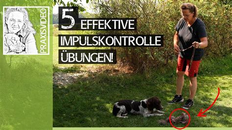 Impulskontrolle Hund Effektive Frustrationstoleranz Bungen