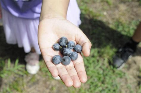 Tyler Berry Farm Celebrates 40 Years With Summer Festival Local News