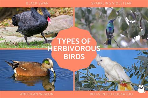 Herbivorous Birds - List of Herbivore Birds Examples with Photos