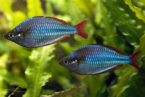 Melanotaenia Praecox Néon Arc En Ciel