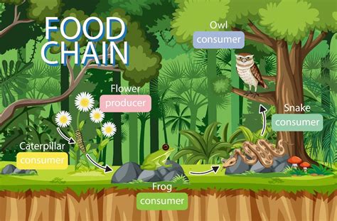 Food Chain Diagram Concept On Forest Background Vector Art At