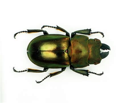 Escarabajo Aislado En Blanco Escarabajo Ciervo Negro Gigante