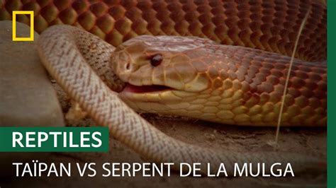 Combat Mort Entre Un Ta Pan Du D Sert Et Un Serpent De La Mulga Youtube