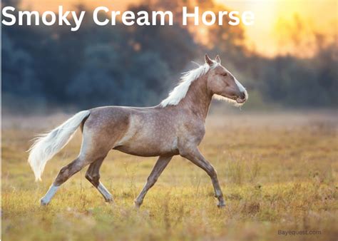 Smoky Cream Horse: History, Characteristics, Care & Breeds