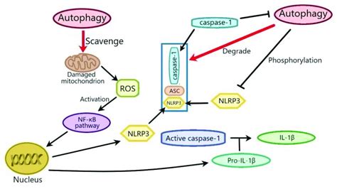 The Mechanisms Of The Effects Of Autophagy On Nlrp Inflammasome Ros