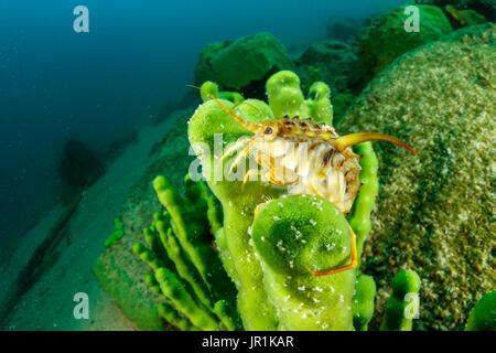 Freshwater isopod (Acanthogammarus lappaceus) on a mat of filamentous ... 
