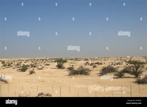 Desert plants qatar hi-res stock photography and images - Alamy