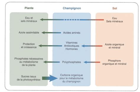 Principaux Changes Ayant Lieu Dans Une Symbiose Mycorhizienne La