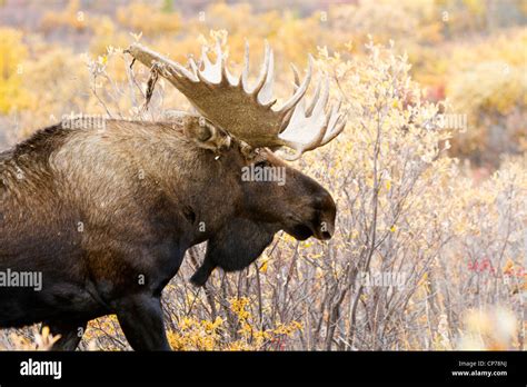 A Large Bull Moose Walks Thru The Fall Foliage In Denali National Park