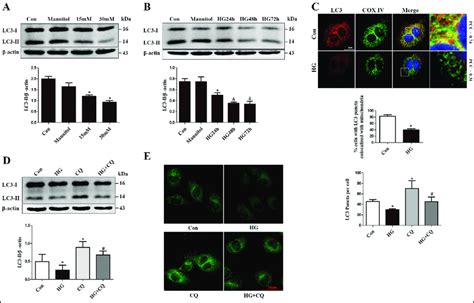 Hg Induces Mitophagy Inhibition In Huvecs A Huvecs Were Treated With