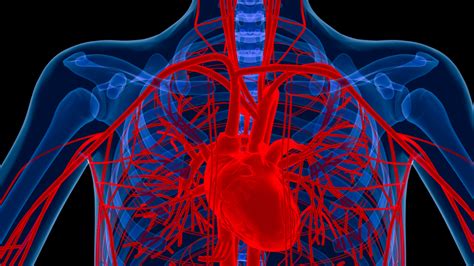 Enlarged Aorta Frankel Cardiovascular Center Michigan Medicine