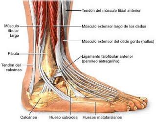 Tendones qué son Anatomía función lesiones y mucho más Tendones