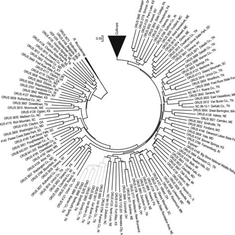 Neighbor Joining Nj Dendrogram Depicting All Black Raspberry