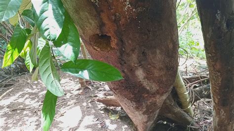 Telat Mantau Sarang Burung Pelatuk Merah Langka Malah Jadi Seperti Ini