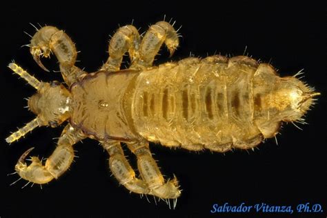 Psocodea Pediculidae Pediculus Humanus Capitis Head Louse MALE B