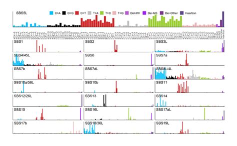 Mutational Spectra Image Eurekalert Science News Releases