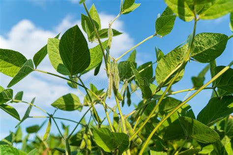 Soy Bean Pods On Stalks Soy Pods On A Soybean Plantation Stock Photo