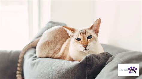 Cheetoh Cat Personality And Breed All You Need To Know Dorkycats