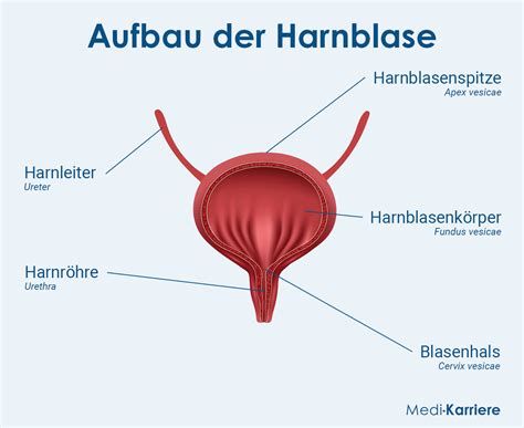 Harnblase Funktion Krankheiten Und Symptome Medi Karriere