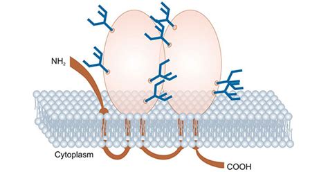 Prom1 Cd133 A New Cell Surface Marker Of Cancer Stem Cells Cusabio