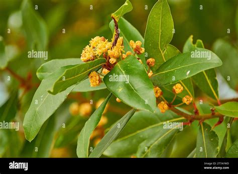 Laurus nobilis, Grecian laurel or sweet true laurel is an aromatic evergreen tree or large shrub ...