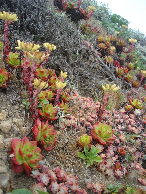 Matt Maggios Album Northern California Succulents Picture 多肉植物