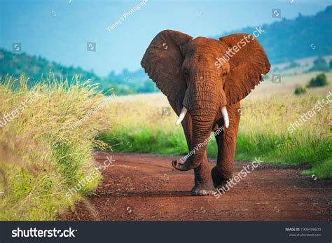 Majestic African Elephant Walking Down Road Stock Photo 1909498600