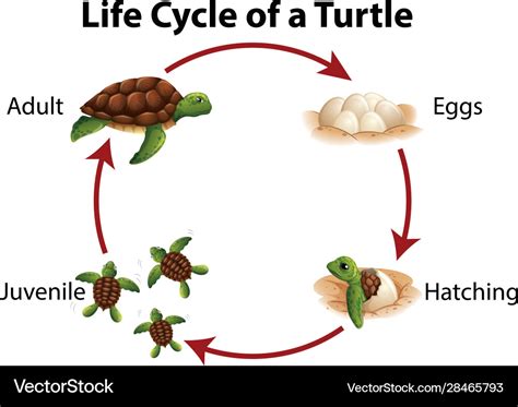 Sea Turtle Life Cycle Diagram Stock Vector Illustration Of Lifecycle ...