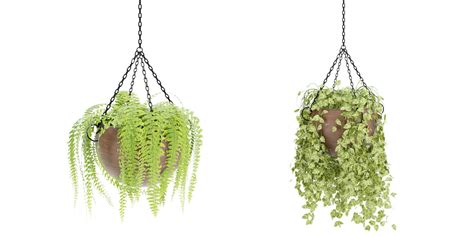 Hanging Plant Indoor Collection Vol Blender D Model Cgtrader