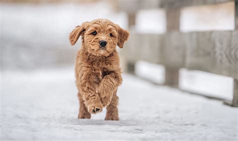 About The Cavadoodle Breed Maple Hill Doodles Ohio