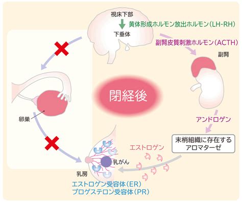 薬剤師のためのbasic Evidence（乳癌編） 日医工株式会社