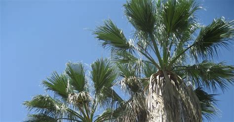 Palm Tree With Spikes On Trunk Palm Tree