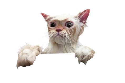 Wet Cat Png Transparent Wet Cat Png Images Pluspng