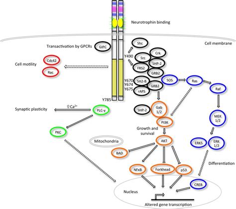 Trk Receptor Signaling Pathways Upon Neurotrophin Binding The