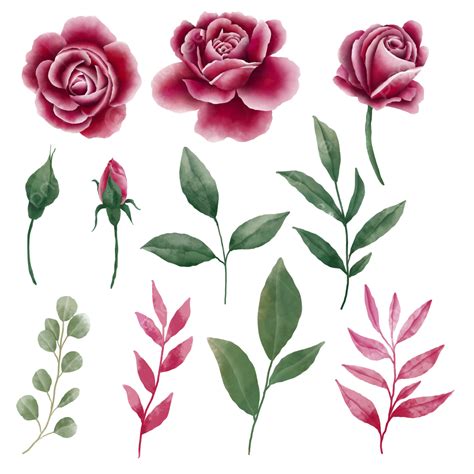 Watercolor Flowers And Leaves Elements Maroon Rose Flower Watercolor