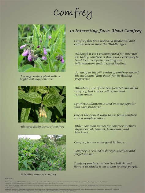 10 Facts About Comfrey Medicinal Herbs Remedies Medicinal Herbs Garden