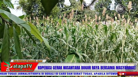 Perdana Panen Raya Sorgum Di Bogor Bersama Kgnbr Dan Masyarakat