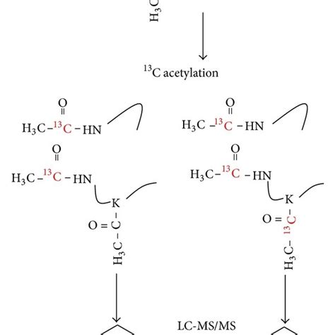 Methodology For Determination Of Lysine Acetylation Stoichiometry Download Scientific Diagram