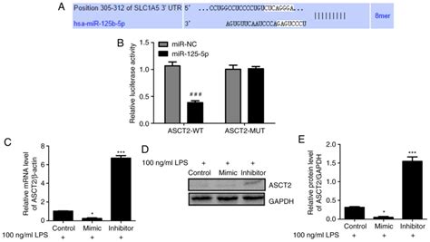 Mir‑125b‑5p Inhibits Cell Proliferation By Targeting Asct2 And