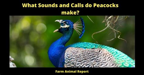 27 Peacock Sounds What Sound Does A Peacock Make 2024