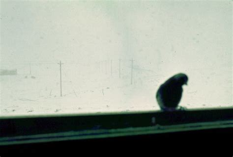 Shemya Winter Bird Winter Visitor Copyright C 1970 1971 Flickr