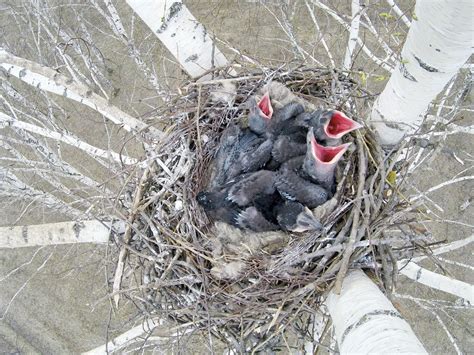 Raven Nesting (Behavior, Eggs + Location) | Birdfact