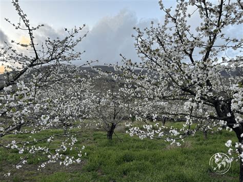 Cerezo En Flor En El Valle Del Jerte