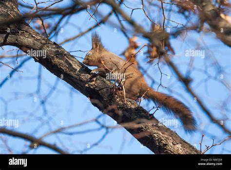 Red Squirrel Sciurus Vulgaris Sciuridae Stock Photo Alamy