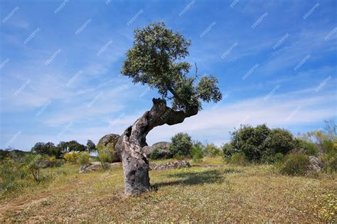 premium photo cork oak trees