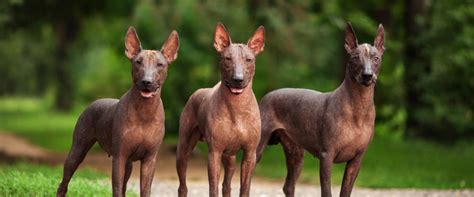The Mexican Pet Urban Legend
